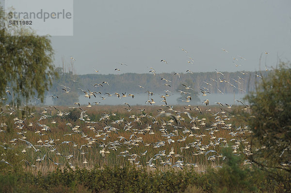 Vogelschwarm  Donau-Delta  Rumänien  Europa