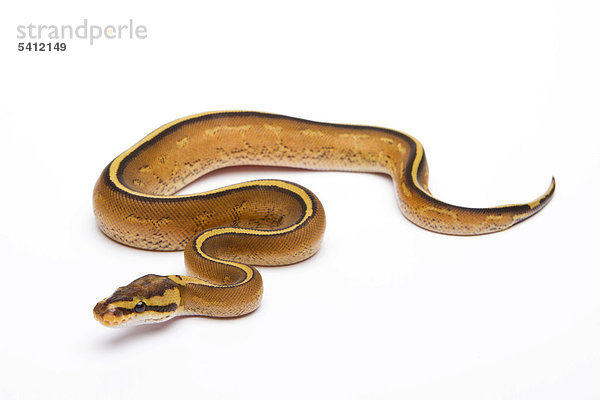 Königspython (Python regius) Superstripe  Männchen  Reptilienzucht Willi Obermayer  Österreich