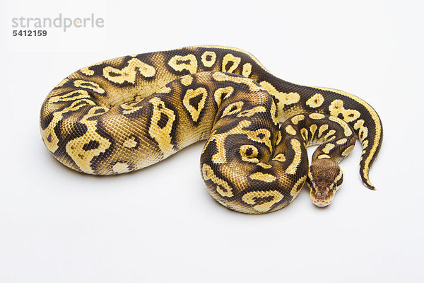 Königspython (Python regius) Pastel Phantom Yellow Belly  Weibchen  Reptilienzucht Willi Obermayer  Österreich
