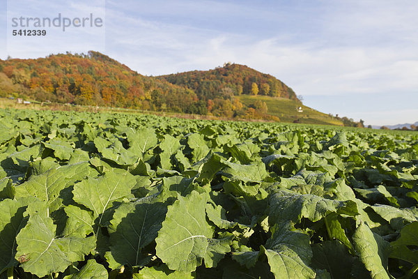 Zuckerrübenfeld (Beta vulgaris var altissimar) unterhalb der Burg Hohenklingen  Stein am Rhein  Kanton Schaffhausen  Schweiz  Europa