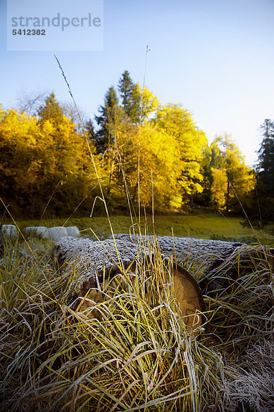 Zwei liegende Baumstämme mit Reif bedeckt vor einem herbstlichen Wald  Schwarzwald  Baden-Württemberg  Deutschland  Europa
