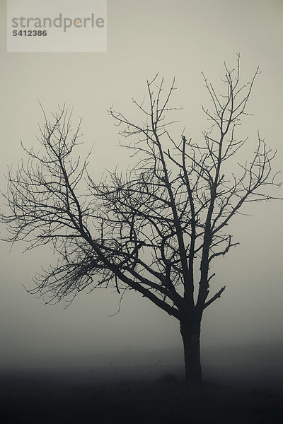Apfelbaum (Malus) ohne Laub umhüllt von Nebel im Herbst  schwarz-weiß