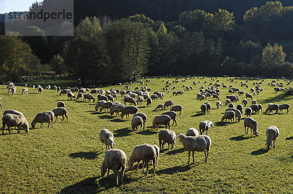 Schafherde auf einer Weide  Egloffstein  Oberfranken  Bayern  Deutschland  Europa