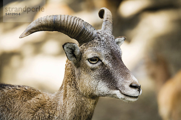 Europäischer Mufflon (Ovis orientalis musimon)