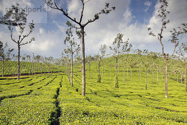Teeplantage  bei Munnar  Western Ghats  Kerala  Südindien  Indien  Asien