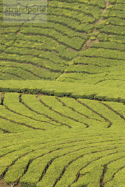 Teeplantage  bei Munnar  Kerala  Südindien  Indien  Asien