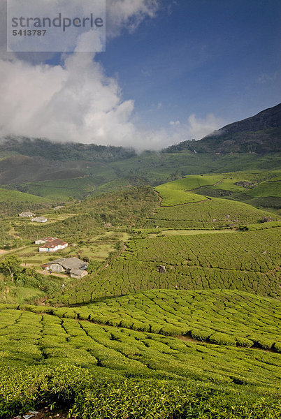 Teeplantagen  bei Munnar  Kerala  Südindien  Indien  Asien