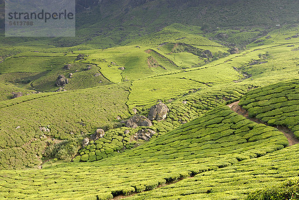 Teeplantagen  bei Munnar  Kerala  Südindien  Indien  Asien