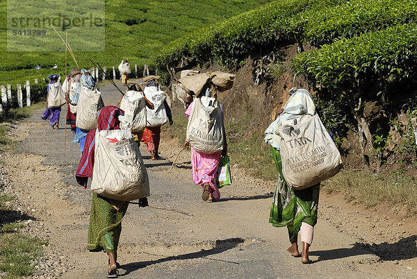 Teepflückerinnen auf dem Weg zur Arbeit  Teeplantage  bei Munnar  Kerala  Südindien  Indien  Asien