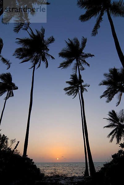 Palmen  Sonnenuntergang  Abendstimmung  Bangaram  Lakkadiven  Arabisches Meer  Südindien  Indien  Asien