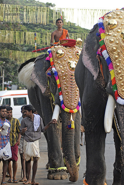 Mit Goldschmuck dekorierte Elefanten auf dem Weg zum Tempel  hinduistisches Pooram-Fest  Thrissur  Kerala  Südindien  Indien  Asien