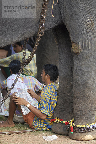 Mahut oder Elefantenführer Zeitung lesend unter einem Elefanten  hinduistisches Pooram-Fest  Thrissur  Kerala  Südindien  Indien  Asien