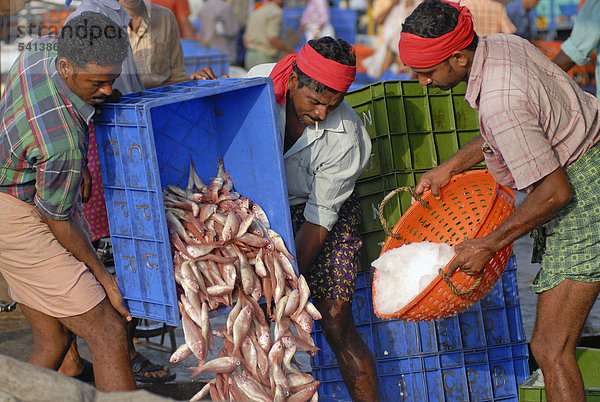 Fischmarkt  frisch gefangener Fisch in Plastikkorb  Beypore  Kerala  Malabar-Küste  Südindien  Indien  Asien