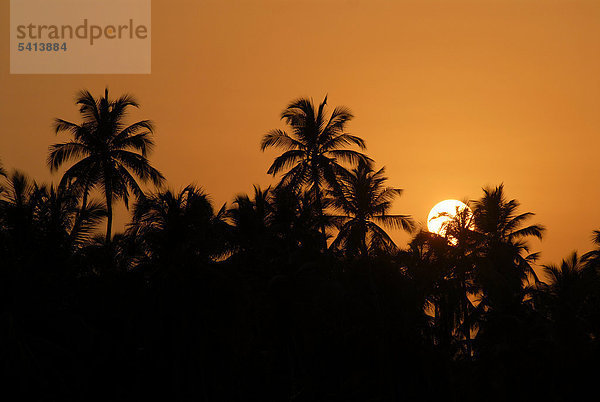 Sonnenuntergang  Palmen  Backwaters  Nileshwaram  Malabar-Küste  Nordkerala  Kerala  Südindien  Indien  Asien