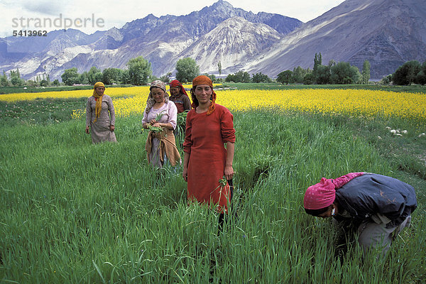 Frauen auf dem Feld  Hunder  Nubra-Tal  Ladakh  indischer Himalaya  Jammu und Kaschmir  Nordindien  Indien  Asien