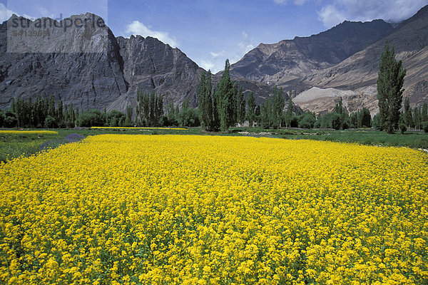 Rapsfeld  Hunder  Nubra-Tal  Ladakh  indischer Himalaya  Jammu und Kaschmir  Nordindien  Indien  Asien