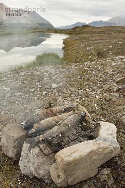 Drei Fische  Äschen (T. arcticus arcticus) werden auf Lagerfeuer gegrillt  Camping am Wind River  hinten die Mackenzie Mountains  Peel Watershed  Yukon Territory  Kanada