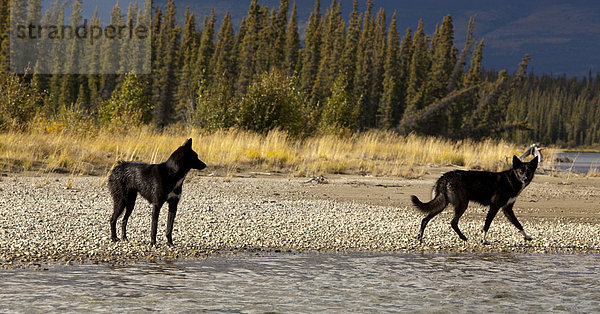 Zwei schwarze Schlittenhunde  Alaskan Huskies  Kiesbank am Fluss Takhini River  Yukon Territory  Kanada