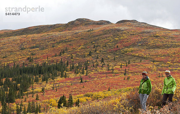 Zwei Frauen wandern in der subalpinen Tundra  Spätsommer  Blätter in Herbstfarben  Herbst  in der Nähe des Sees Fish Lake  Yukon Territory  Kanada