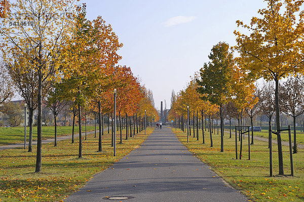 Allee mit Bäumen im Herbst  Dresden  Sachsen  Deutschland  Europa