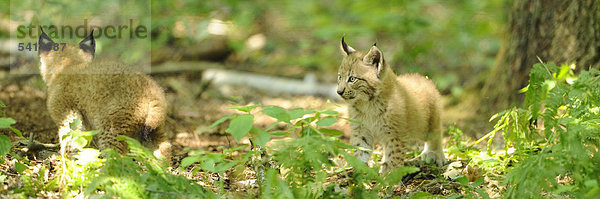 Eurasischer Luchs  Lynx lynx  Alte Fasanerie  Hanau  Hessen  Deutschland  Europa