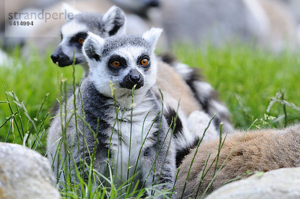 Katta  Lemur catta  im Zoo  Augsburg  Bayern  Deutschland  Europa