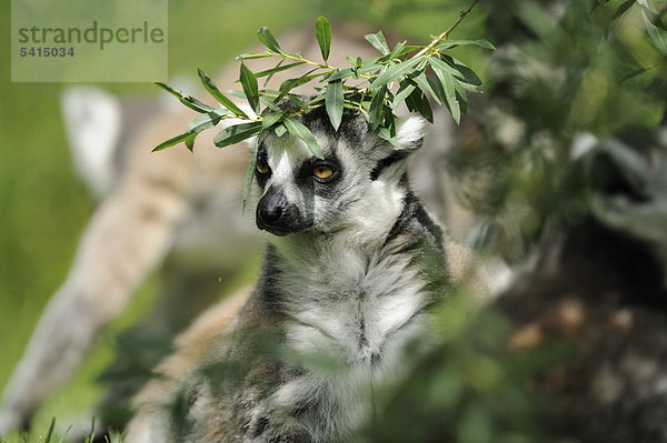 Katta  Lemur catta  im Zoo  Augsburg  Bayern  Deutschland  Europa