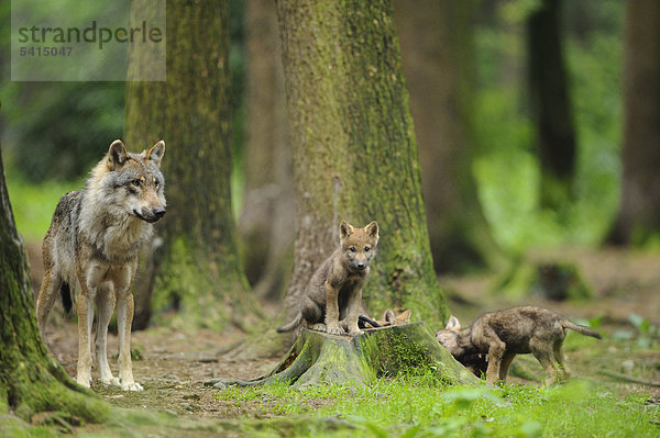 Europäischer Grauwolf  Canis lupus lupus  Bayern  Deutschland  Europe