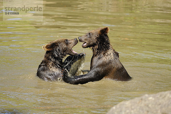 Zwei Europäische Braunbären  Ursus arctos  Bayerischer Wald  Bayern  Deutschland  Europa