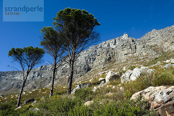 Tafelberg  Westkap  Südafrika