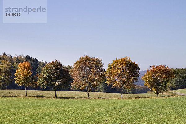 Herbstlandschaft bei Inneringen  Schwäbische Alb  Baden-Württemberg  Deutschland  Europa