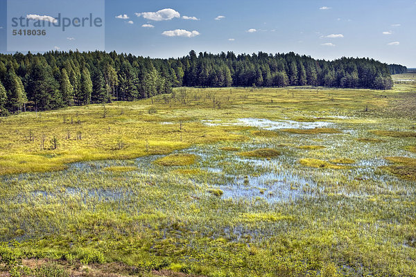Sumpfgebiet im staatlichen Naturreservat Cepkeliu  Litauen  Europa