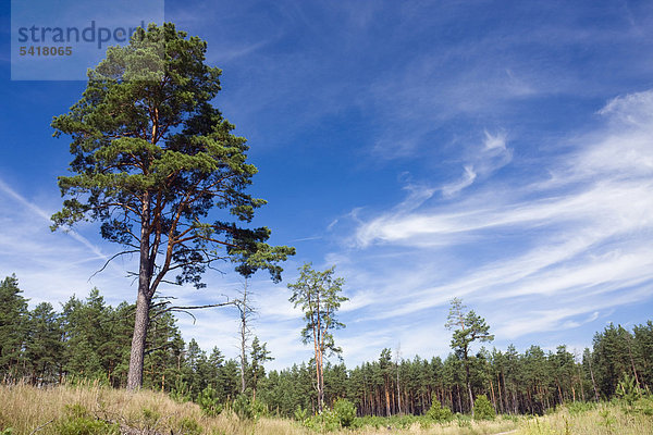 Staatliches Naturreservat Cepkeliu  Litauen  Europa