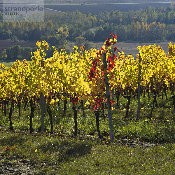 Weinberg im Herbst  Auvergne  Frankreich  Europa