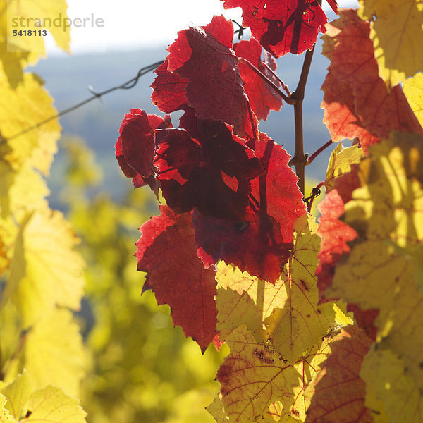 Weinreben im Herbst  Auvergne  Frankreich  Europa