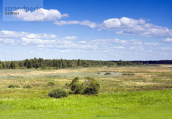 Landschaft bei Kopytkowo  Nationalpark Biebrza-Flusstal  Polen  Europa