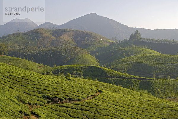 Die Teegärten von Munnar in den Western Ghats  Westghats  Kerala  Indien  Asien