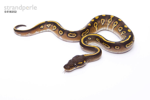 Königspython (Python regius)  Mojave Black Head  Männchen  Reptilienzucht Markus Theimer  Österreich
