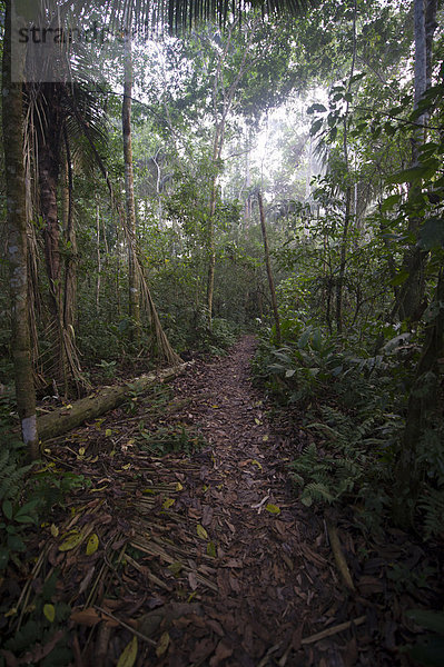 Pfad durch den tropischen Tiefland-Regenwald  Tambopata Research Centre  peruanisches Amazonasgebiet  Peru  Südamerika