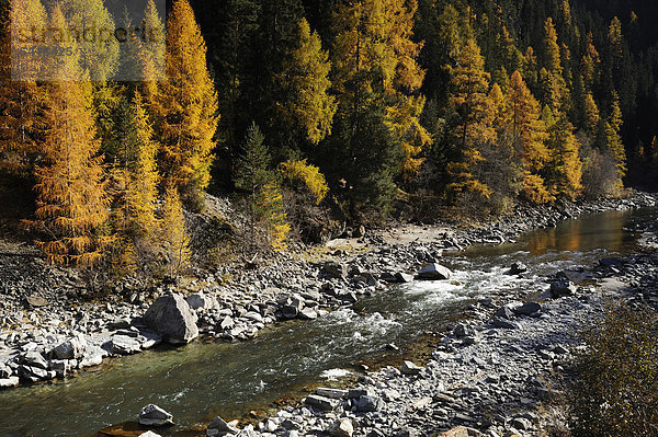 Herbstlich verfärbter Lärchenwald am Fluss Inn im Schweizer Nationalpark  Zernez  Engadin  Graubünden  Schweiz  Europa