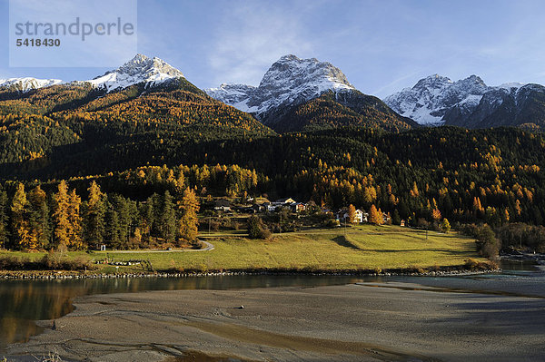 Fluss Inn umgeben von herbstlich verfärbtem Lärchenwald und frisch verschneiten Bergen  Scuol  Unterengadin  Graubünden  Schweiz  Europa