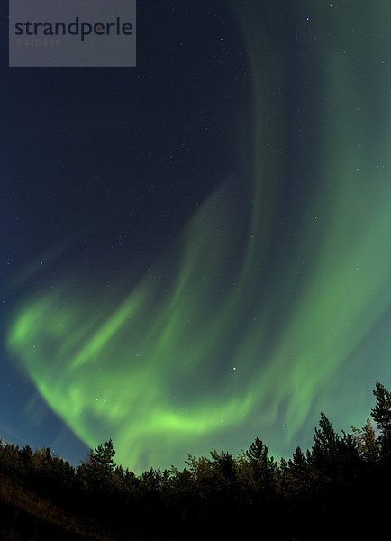 Waberndes Nordlicht  nördliches Polarlicht  Aurora Borealis  grün  in der Nähe von Whitehorse  Yukon Territorium  Kanada