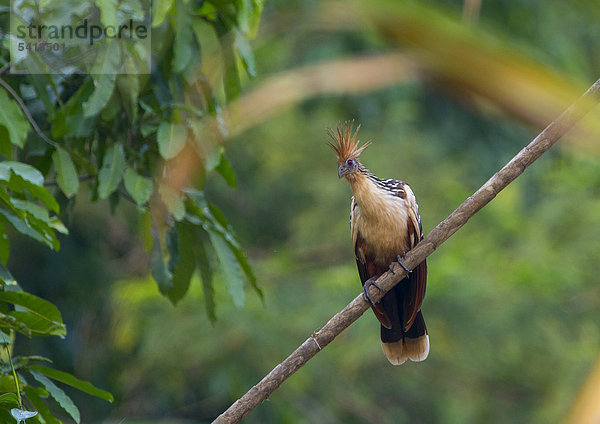 Hoatzin  Schopfhuhn  Zigeunerhuhn oder Stinkvogel (Opisthocomus hoazin)  Tambopata  Amazonas-Regenwald  Peru  Südamerika