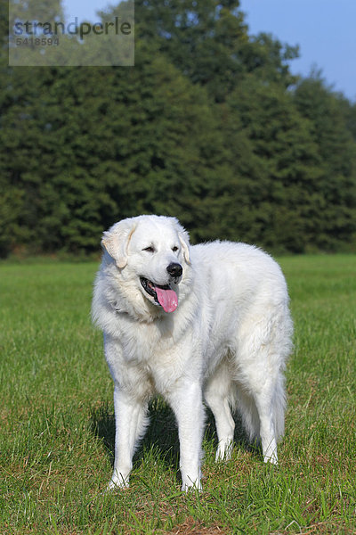 Kuvasz (Canis lupus familiaris)  Rüde  Herdenschutzhund