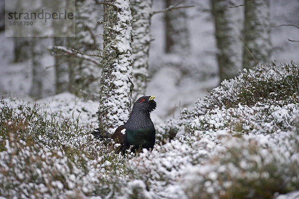 Auerhuhn (Tetrao urogallus)  Auerhahn im Winter  Highlands  Schottisches Hochland  Schottland  Großbritannien  Europa