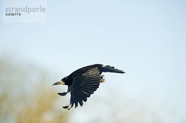 Saatkrähe (Corvus frugilegus)  Norfolk  England  Großbritannien  Europa