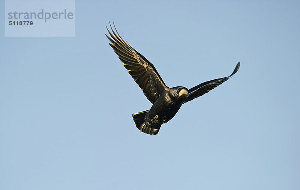 Saatkrähe (Corvus frugilegus)  Norfolk  England  Großbritannien  Europa