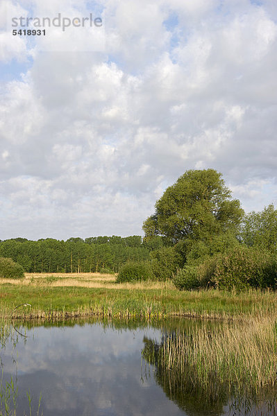 Lakenheath RSPB Reserve Schutzgebiet  Suffolk  England  Großbritannien  Europa