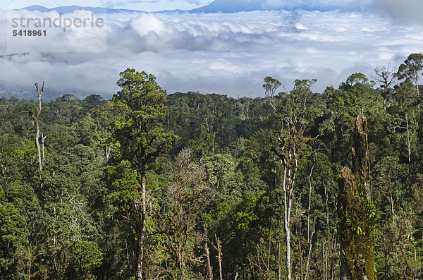 Blick auf Regenwald vom Highlands Highway bei der Tari-Schlucht  Tari  Papua-Neuguinea  Ozeanien