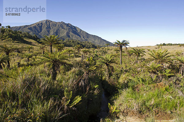 Bergwiese und Palmfarne (Cycadales) auf 9000 Fuß Höhe bei der Tari-Schlucht im südlichen Hochland  Papua-Neuguinea  Ozeanien